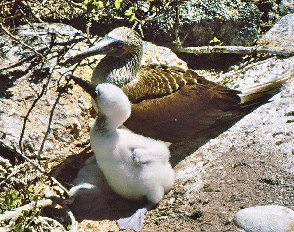 Blaufußtölpel mit Jungem auf den Galapagos Inseln, 1986