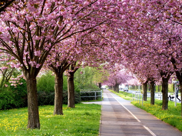 Kirschblüte im Holzweg