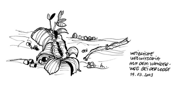 Welwitschia mirabilis auf dem Spaziergang bei der Palmwag Lodge, 14.4.