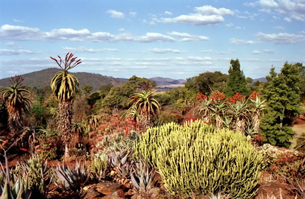 Euphorbien und blühende Aloen im Botanischen Garten von Ewanrigg, 1985