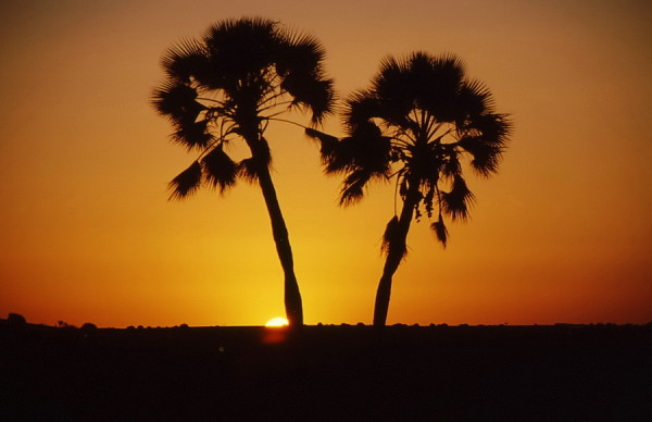 Sonnenuntergang auf Palmwag, 2001