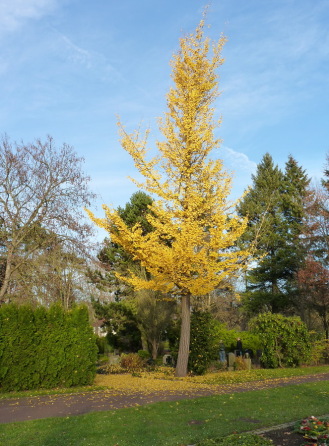 Gingko Baum auf dem Westfriedhof in Magdeburg im November 2014