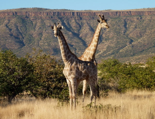 Zwei Giraffen betrachten die Welt von oben auf dem Etendeka Plateau in Namibia, 2011