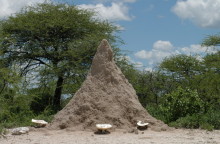 Ein Termitenhügel mit Omajova Pilzen, 2004