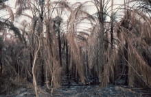 Buschfeuer in Ghana im März 1983