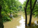 Bäume im Wasser bei der Flut im Juni 2013
