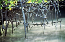 Mangroven, 15.10.1986