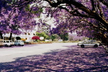 Jacaranda Zeit in Harare im September 1983
