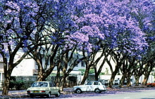Blühende Jacarandas in Harare
