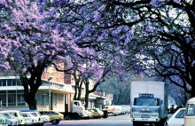 Die Jacarandas blühen in Harare, September 1983