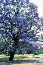 Im Stadtpark von Harare zur Jacaranda Blütezeit