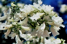 Weiße Jacaranda Blüten
