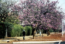 Bauhinia Bäume in Harare, September 1983