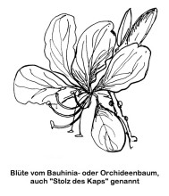 Bauhinia Blüte