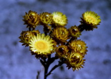 Helichrysum nitens - Shining Everlasting