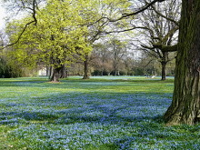 Im Magdeburger Nordpark blühen die Blausterne