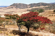 Msasa Bäume im High Veld