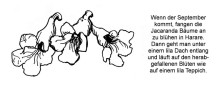 Jacaranda Blüten in Harare im September 1999