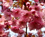Japanische Kirschbäume blühen im Holzweg