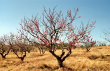 Blühende Pfirsichbäume