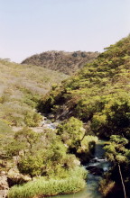 Am Inyangombi Fluss, 18.7.1990