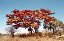 Msasa Bäume bei Malwatte
