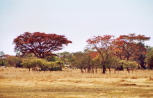 Landschaft bei Malwatte
