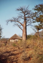 Baobab bei Hot Springs, 4.9.1999