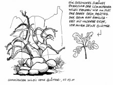 Commiphora wildii, Twyfelfontein, 7.3.