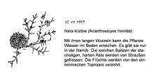 Nara Kürbis, im Sossusvlei, 10.9.1999