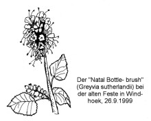 Natal Bottlebrush bei der Alten Feste in Windhoek, 26.9.1999