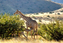 Giraffenmutter mit Jungem, 17.07.
