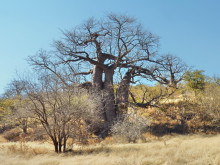 Baobab Variante, 19.07.