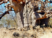 Baobab Details, 19.07.