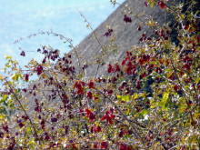 Blutfruchtbaum bei der Opuwo Lodge, 19.07.