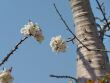 Flaschenbaumblüten