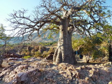 Kunene Baobab, 20.07.