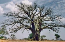 Baobab bei Bolgatanga